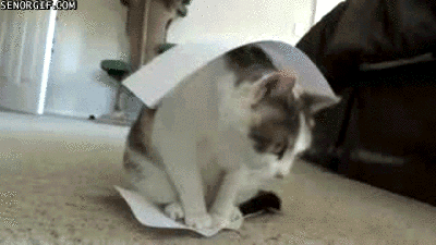 meeting planner cat paper